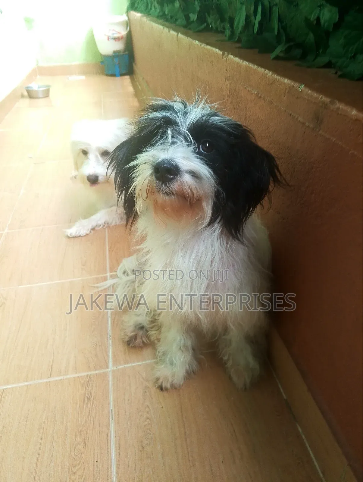 1+ year Female Purebred Havanese