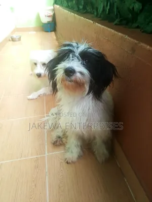 1+ year Female Purebred Havanese
