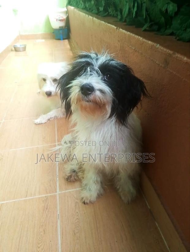 1+ year Female Purebred Havanese - thumbnail 2