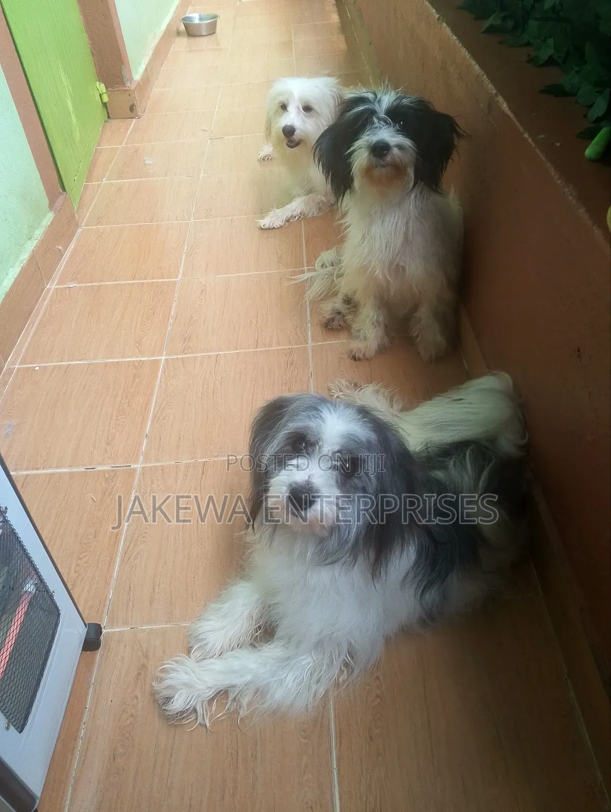 1+ year Female Purebred Havanese
