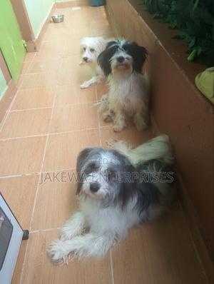 1+ year Female Purebred Havanese - thumbnail 2