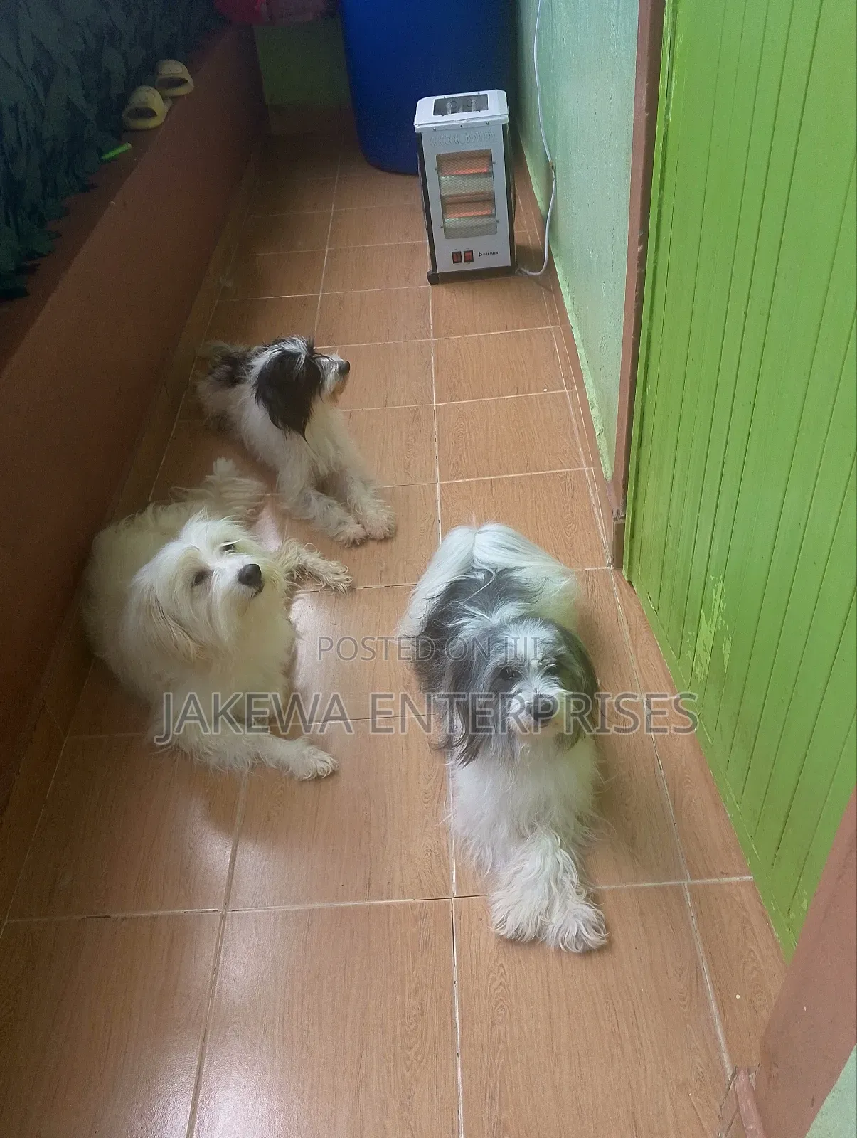 1+ year Female Purebred Havanese