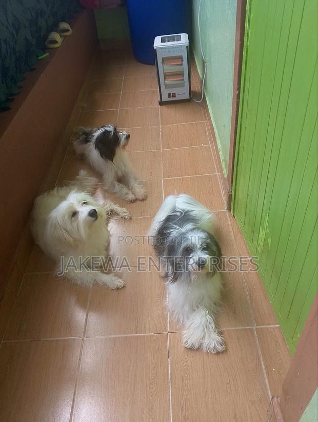 1+ year Female Purebred Havanese