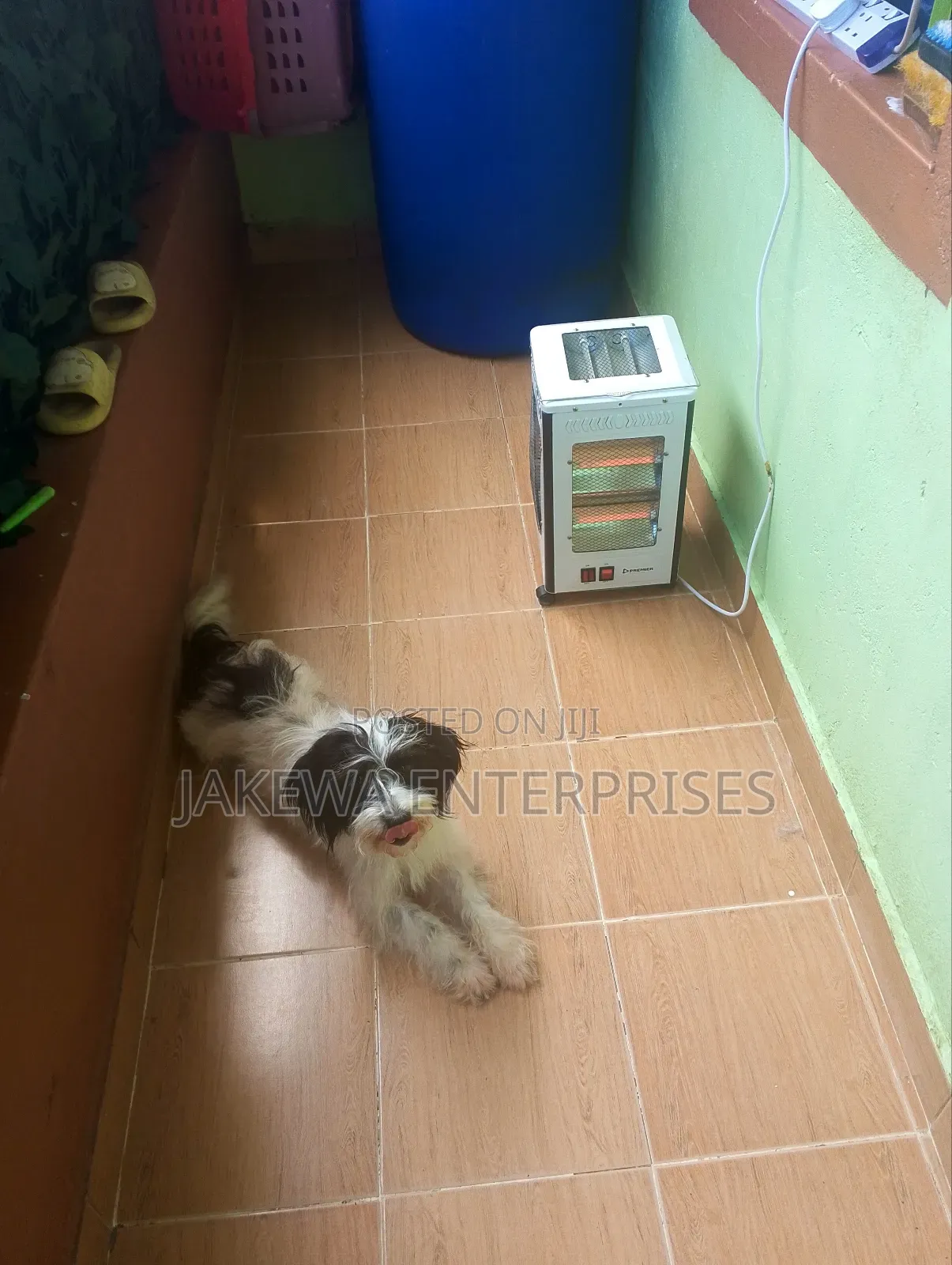 1+ year Female Purebred Havanese