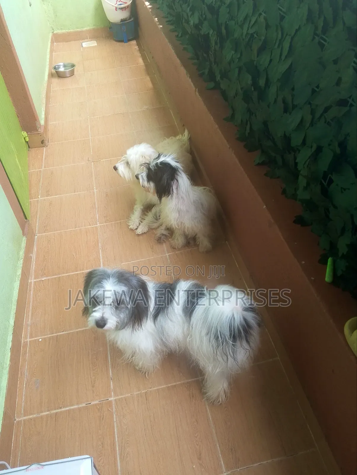1+ year Female Purebred Havanese