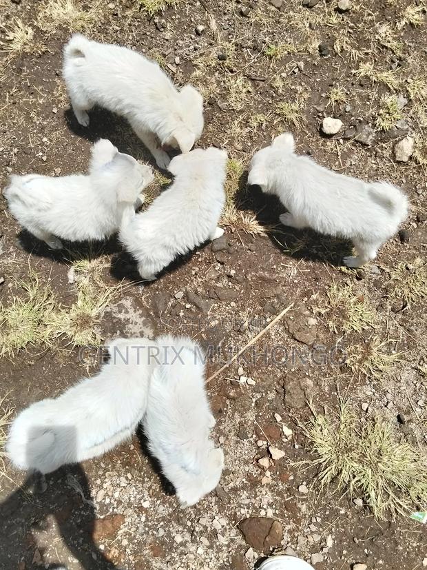 3-6 months Male Mixed Breed Boerboel - main view