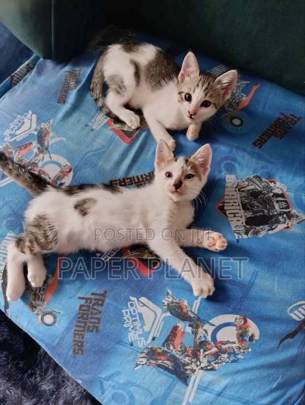 1-3 months Female Mixed Breed American Shorthair