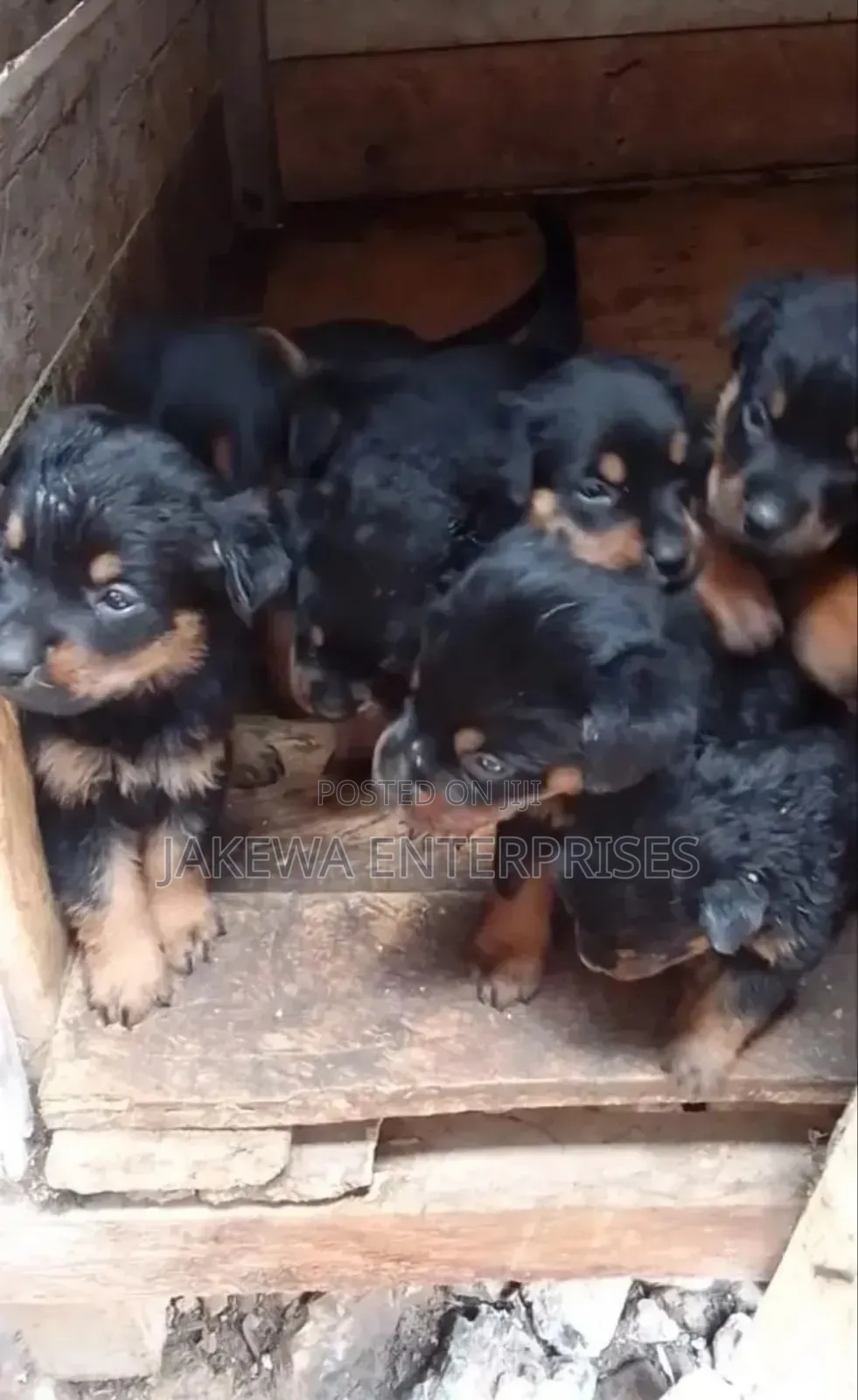1-3 months Male Purebred Rottweiler
