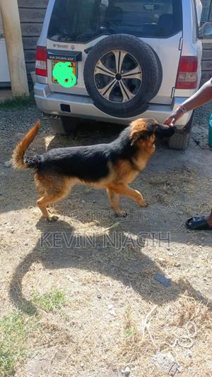 1+ year Male Purebred German Shepherd - thumbnail 2