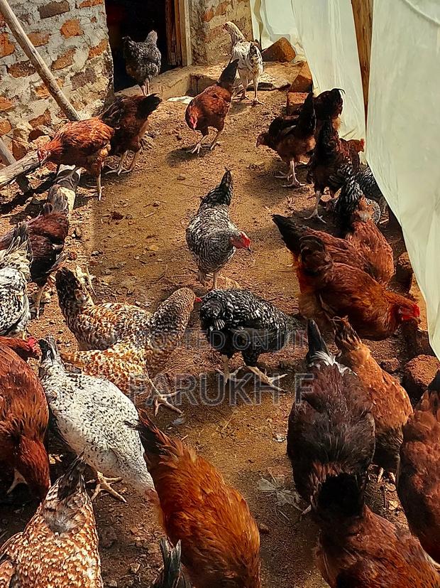 Improved Kienyeji Jogoo - thumbnail 3