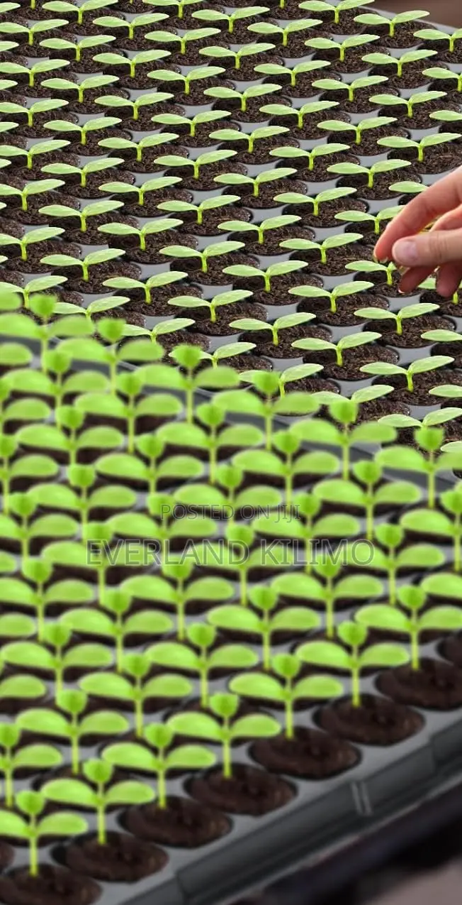 Vegetable Seedling Trays – Ideal For Nursery Growing