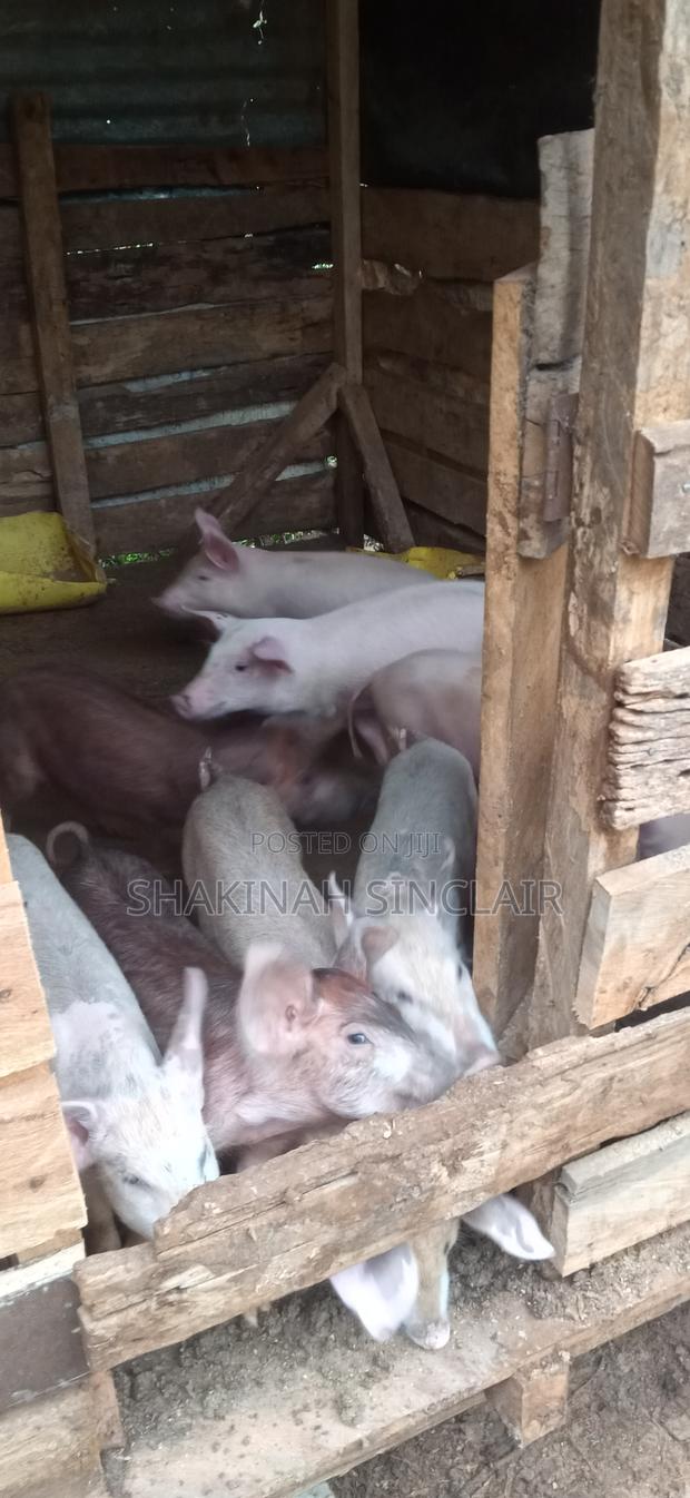 Piglets Available - main view