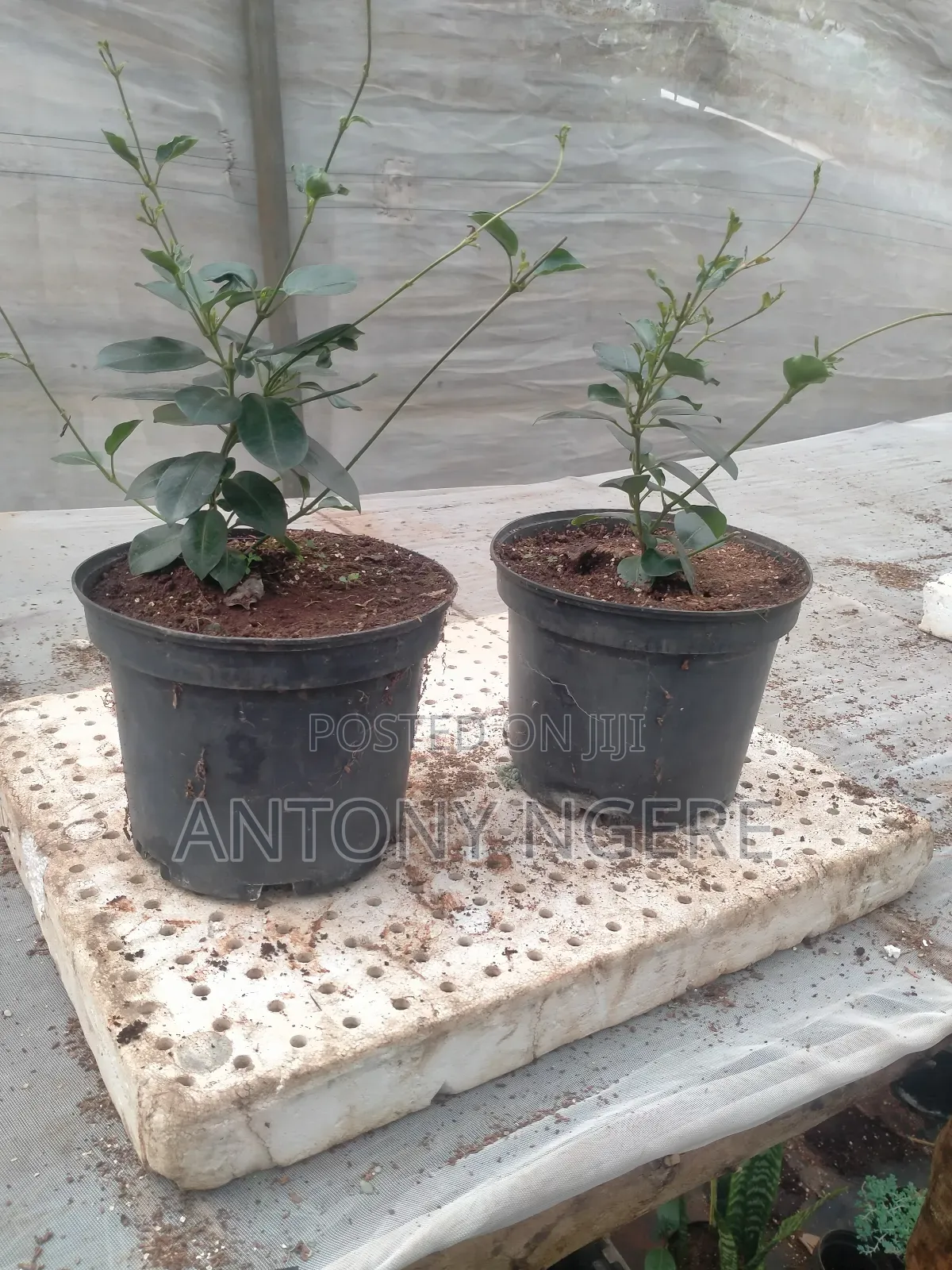 4 Litre Planter