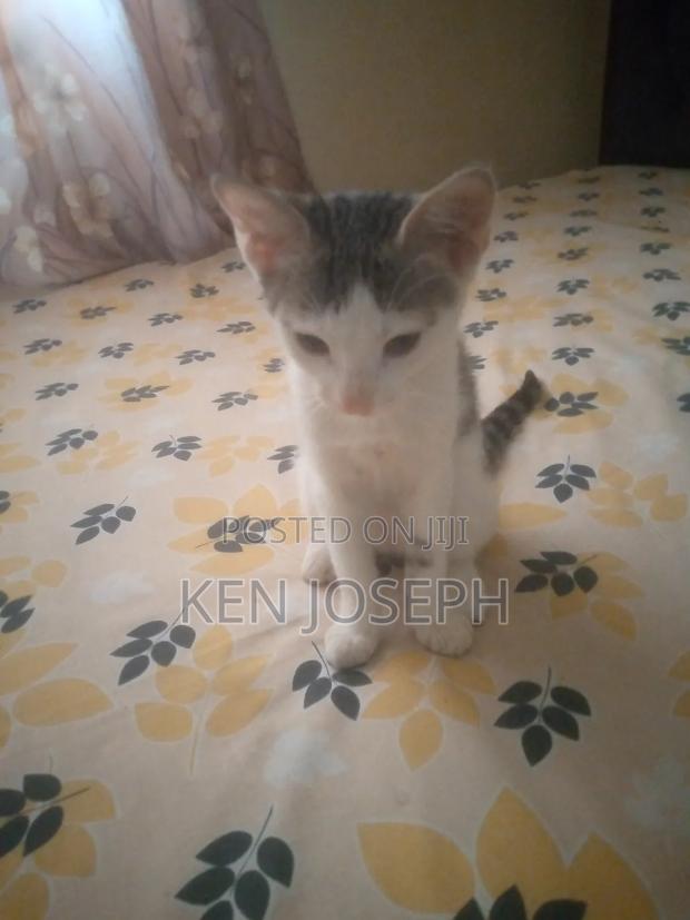 1-3 months Female Purebred Tabby - thumbnail 3