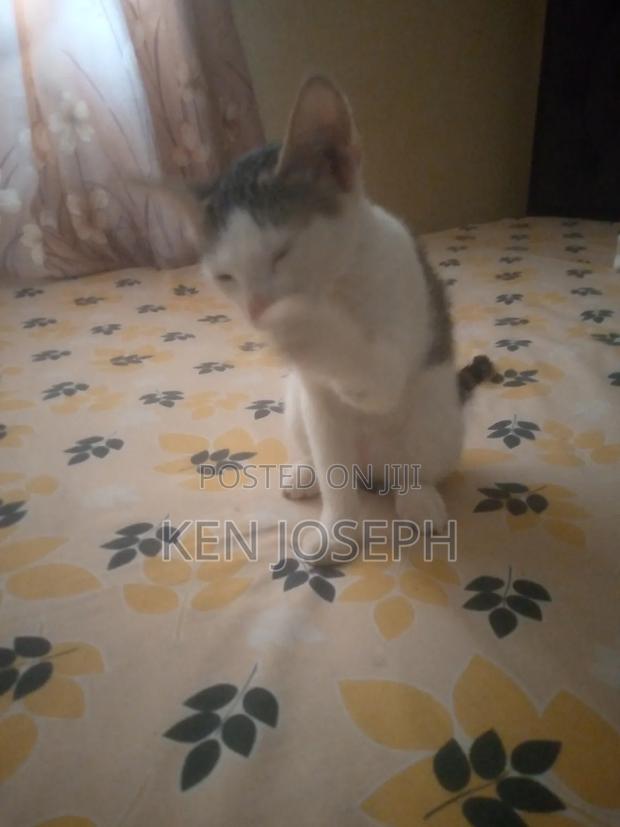 1-3 months Female Purebred Tabby - thumbnail 4