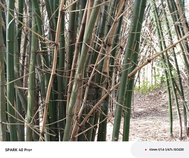 Mature Bamboo on Sale - thumbnail 2