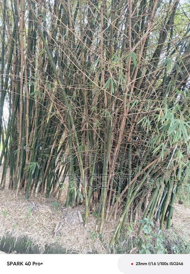 Mature Bamboo on Sale - thumbnail 3