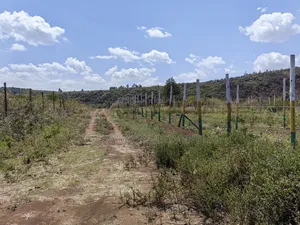 50x100 Plots for Sale in Nachu Ndacha Kikuyu Kiambu County.