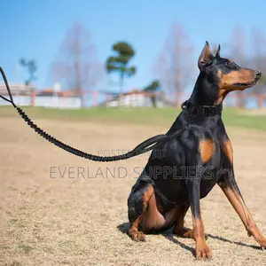 Strong Tactical Dog Collar and Leash for Training and Walking