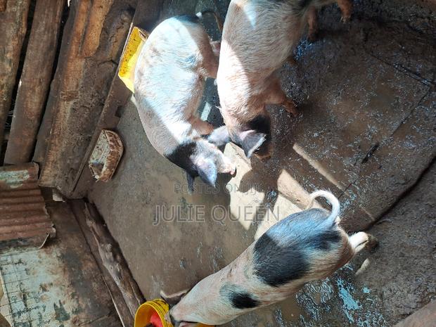5 Months Old Piglets - main view