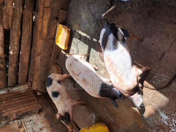 5 Months Old Piglets - thumbnail 2