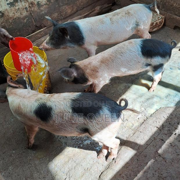 5 Months Old Piglets - thumbnail 3