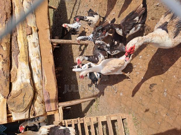 Ducks for Sale - main view