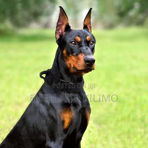 Premium Tactical Dog Collar for Training Walks - main view