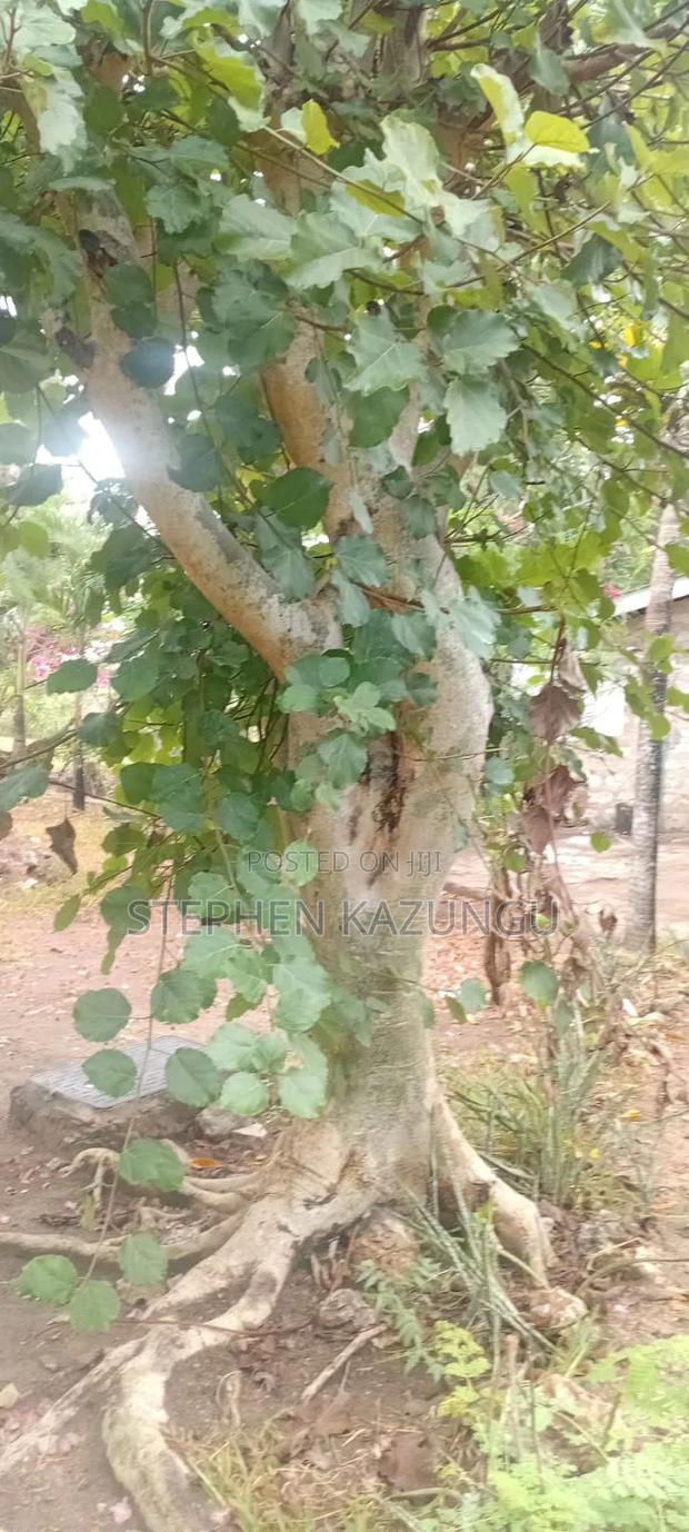 Galu Beach 3/4 Acre Plot Size With Houses, 3 Minutes to the Beach. - thumbnail 7