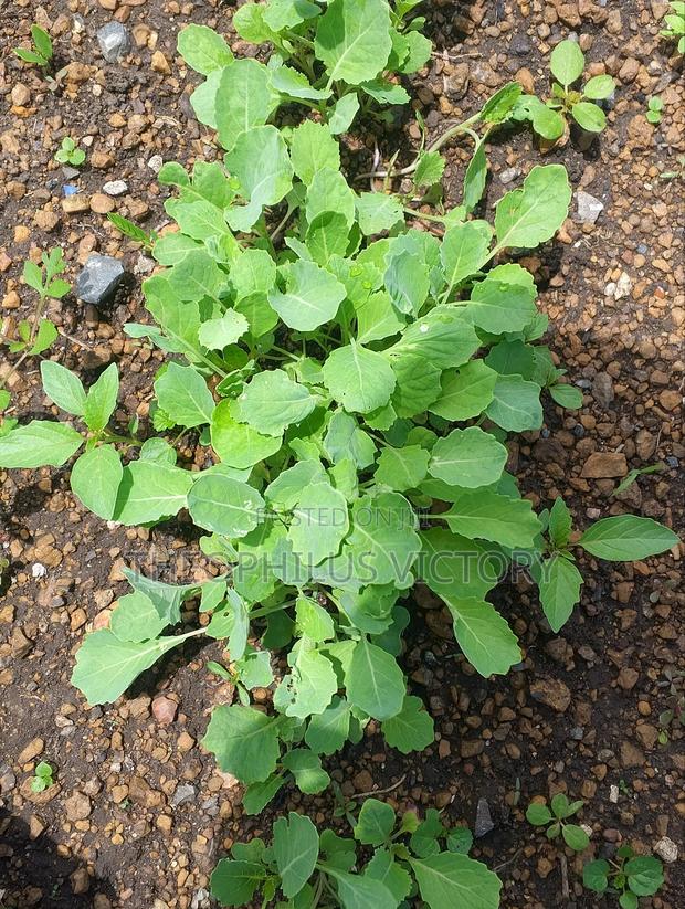 Sukuma Wiki (Collards Georgia) Seedlings
