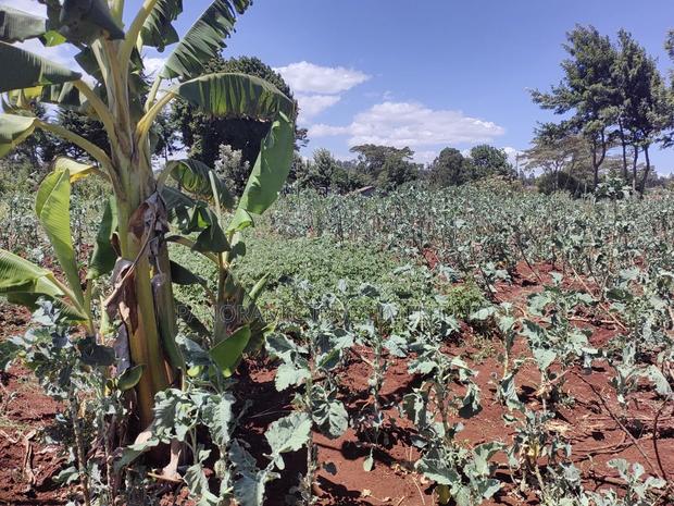 Quarter Acre for Sale in Ngecha Kiambu County - thumbnail 4