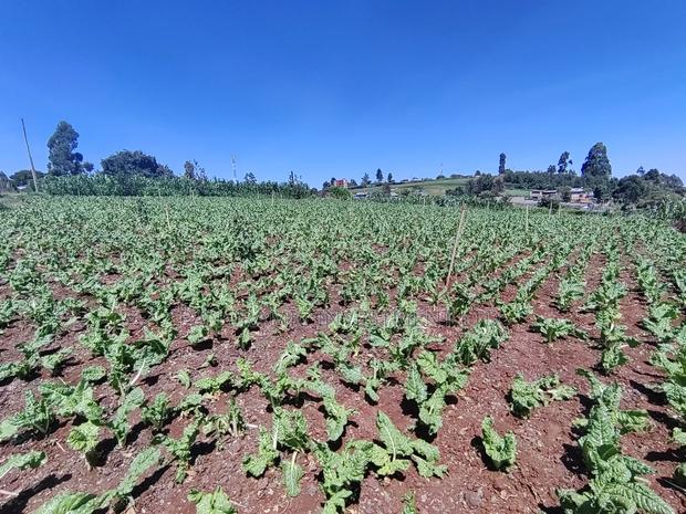 Quarter Acre for Sale in Ngecha Kiambu County - thumbnail 6