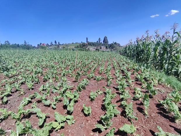 Quarter Acre for Sale in Ngecha Kiambu County - thumbnail 7