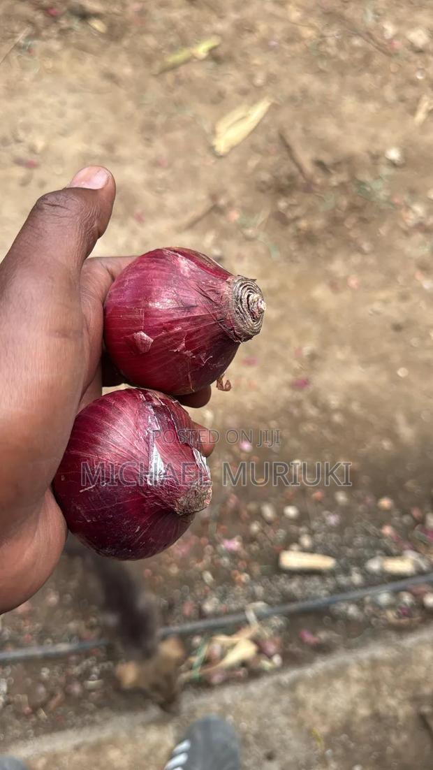 Dm Onions Wholesale - thumbnail 7