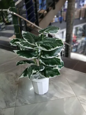 Artificial Potted Plant With Pebbles - Gw