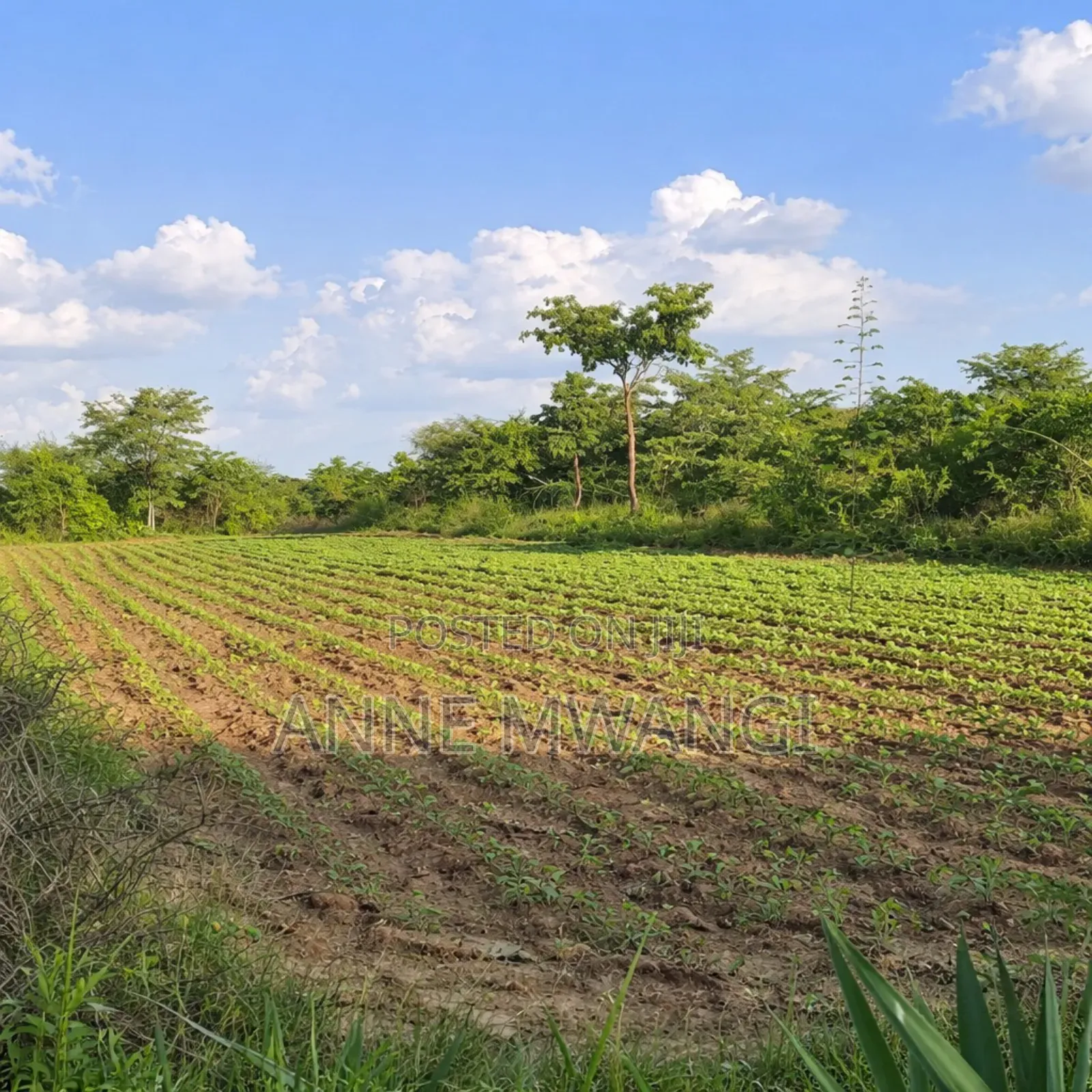 50 by 100 Plots in Matuu