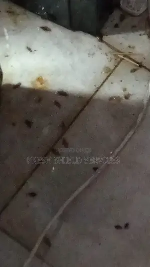 Fumigation Service in Nairobi