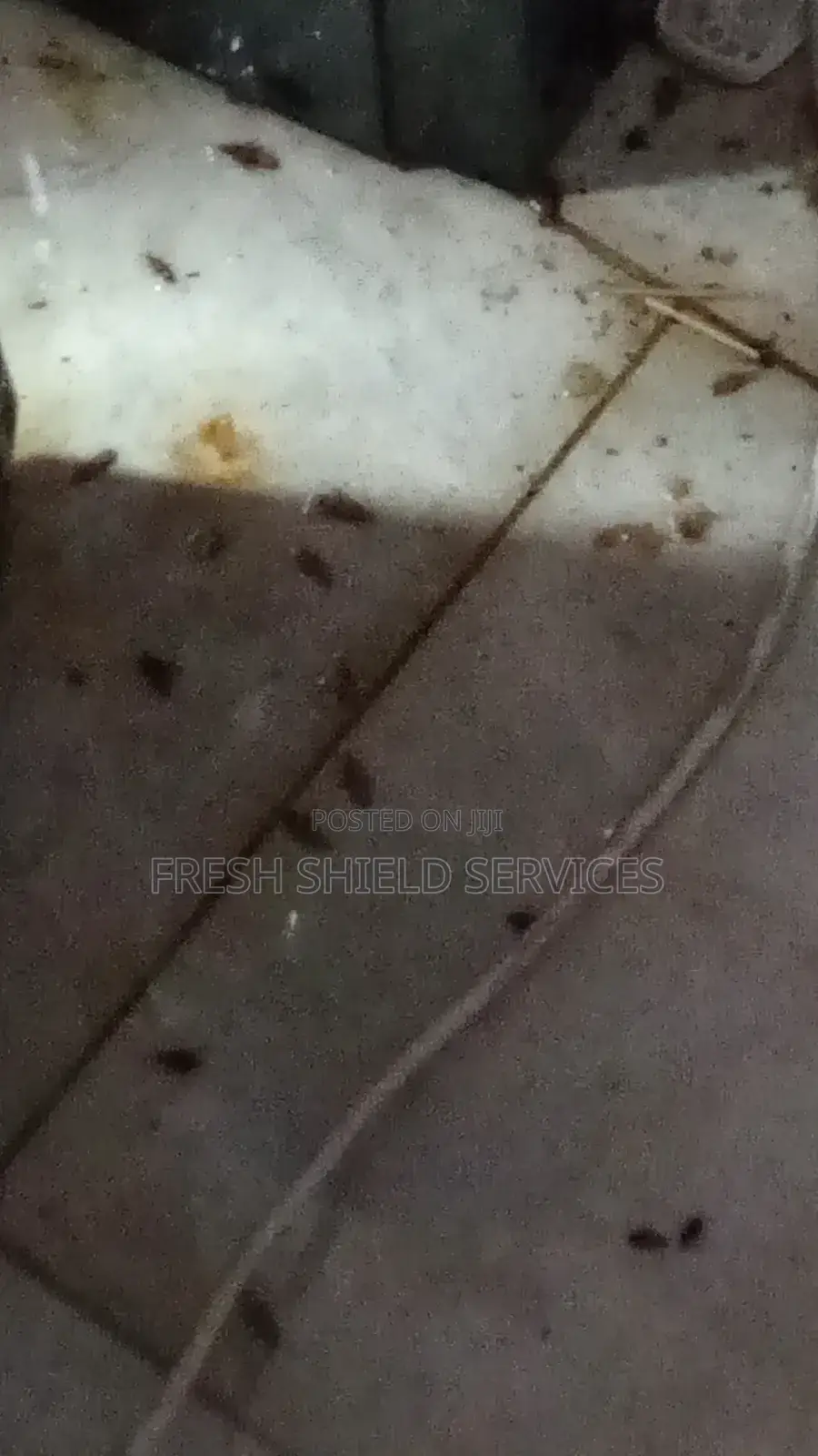 Fumigation Service in Nairobi