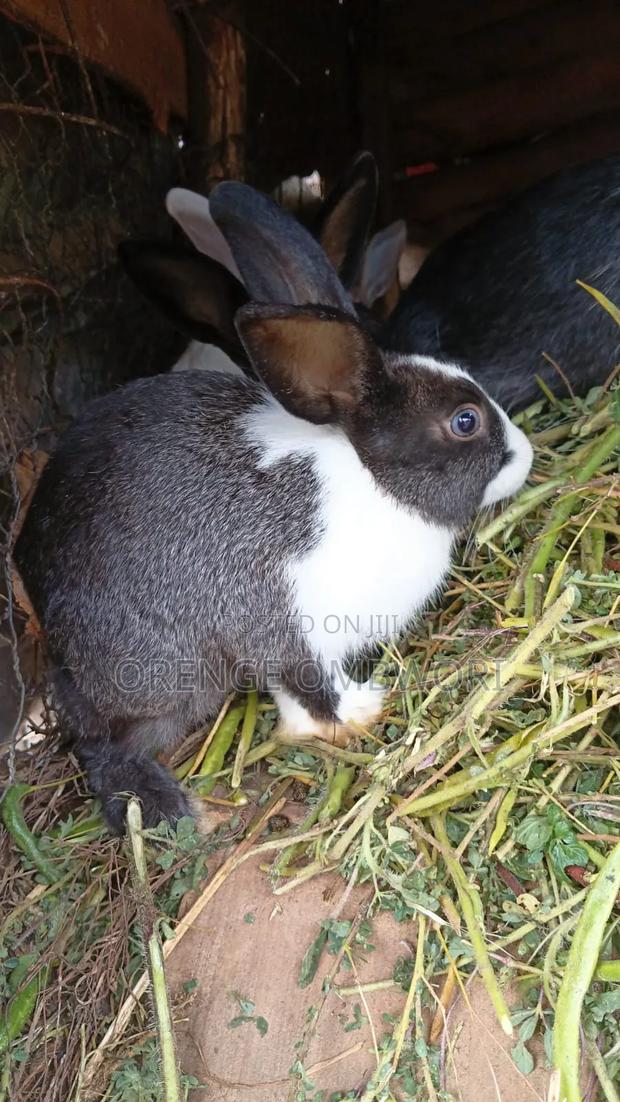 Rabbit for Breeding