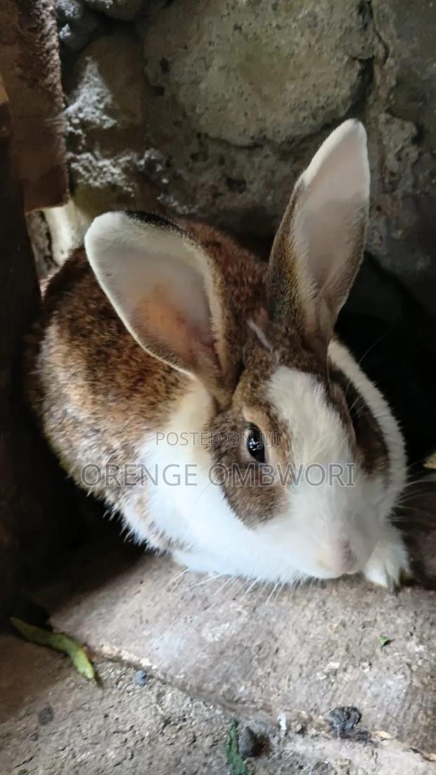 Rabbit for Breeding - thumbnail 2