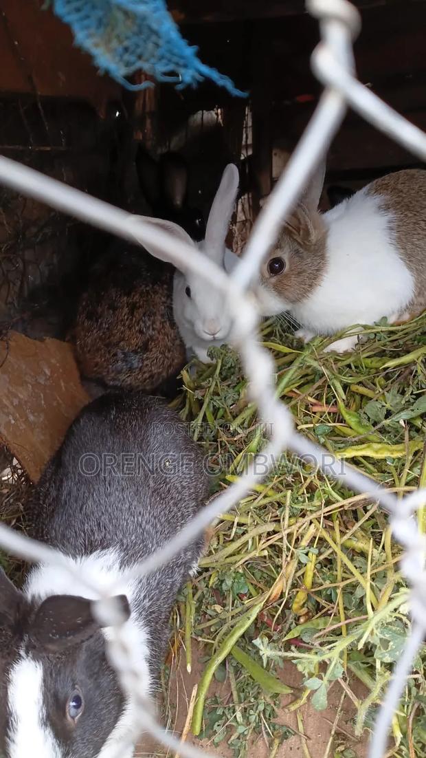 Rabbit for Breeding - thumbnail 3