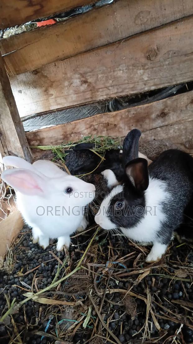 Rabbit for Breeding - thumbnail 4