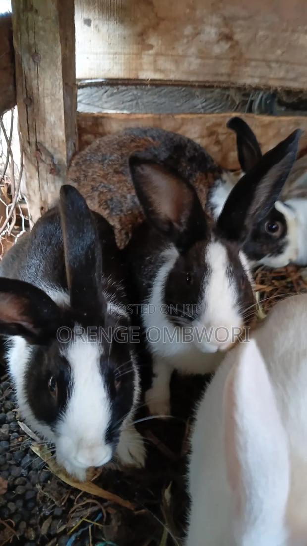 Rabbit for Breeding - thumbnail 5