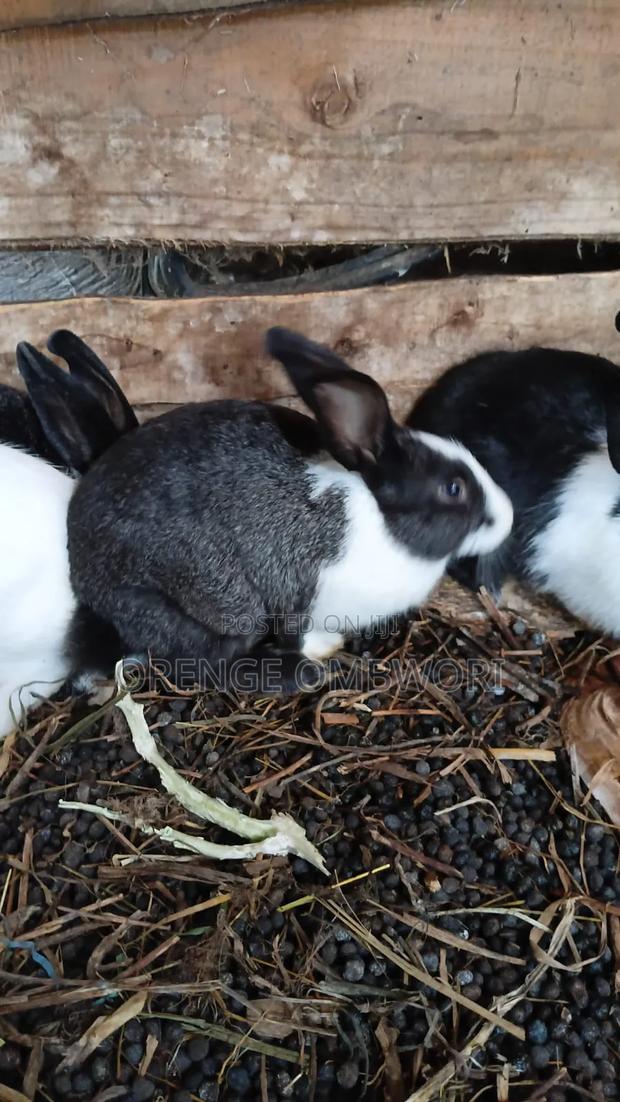 Rabbit for Breeding - thumbnail 6