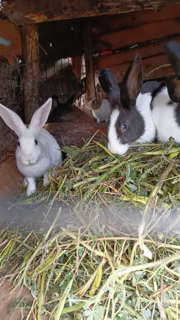 Rabbit for Breeding - thumbnail 7