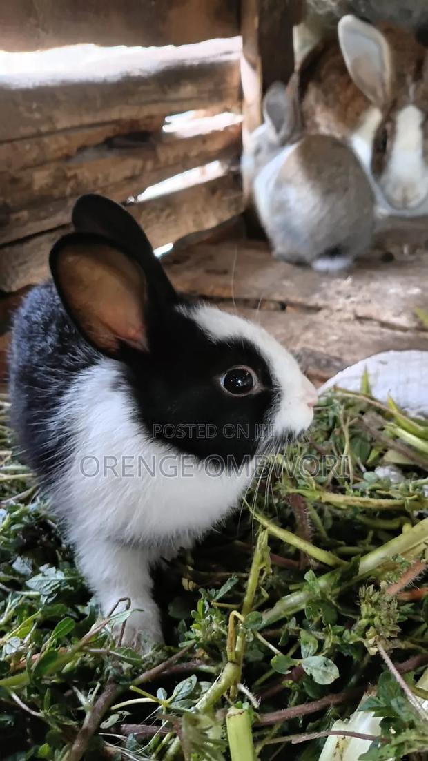 Rabbit for Breeding - thumbnail 8