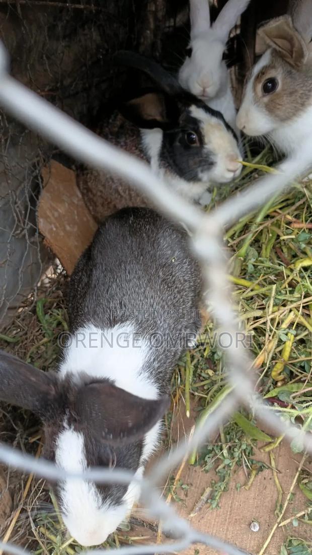 Rabbit for Breeding - thumbnail 9