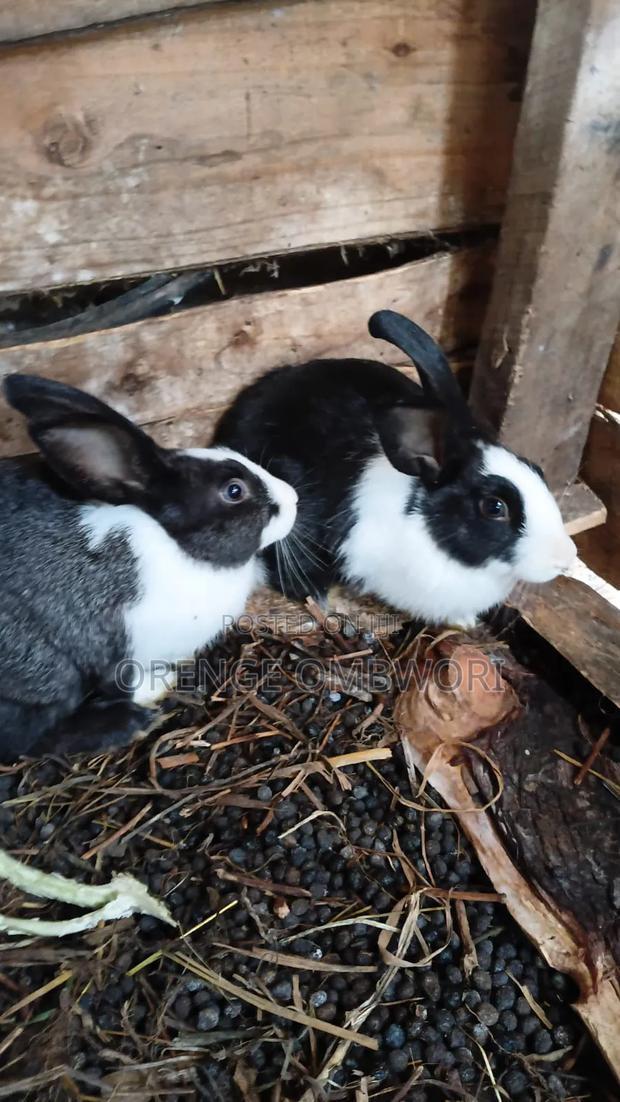 Rabbit for Breeding - thumbnail 10
