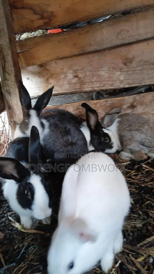 Rabbit for Breeding - thumbnail 11