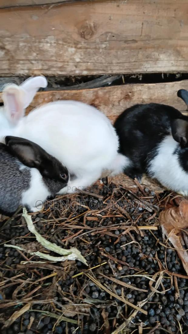 Rabbit for Breeding - thumbnail 12
